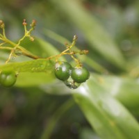 Flagellaria indica L.